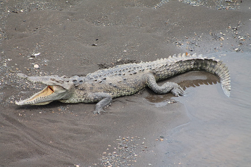 Gharial Crocodile Resting on Sandy Riverbank with Open Mouth