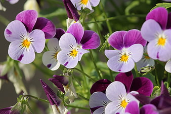 Close-up of vibrant purple and white pansy flowers in a garden