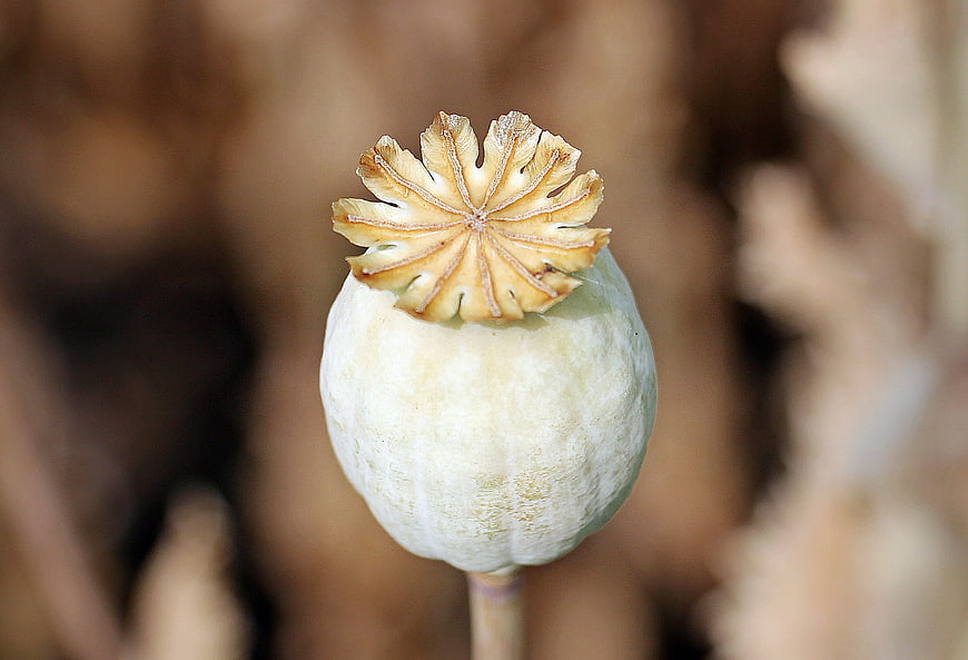 Close-up of a dried white poppy seed pod