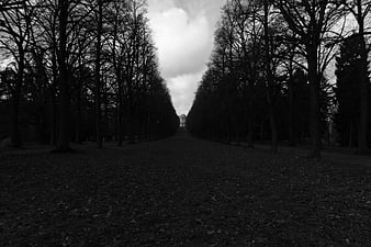 Black and white tree-lined path leading to distant building