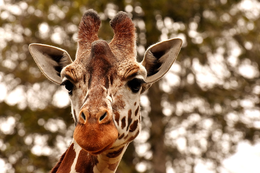 Close-up portrait of a giraffe head with blurred background