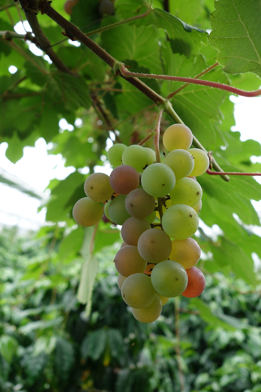 Ripening Green Grapes Hanging on Vine in Vineyard