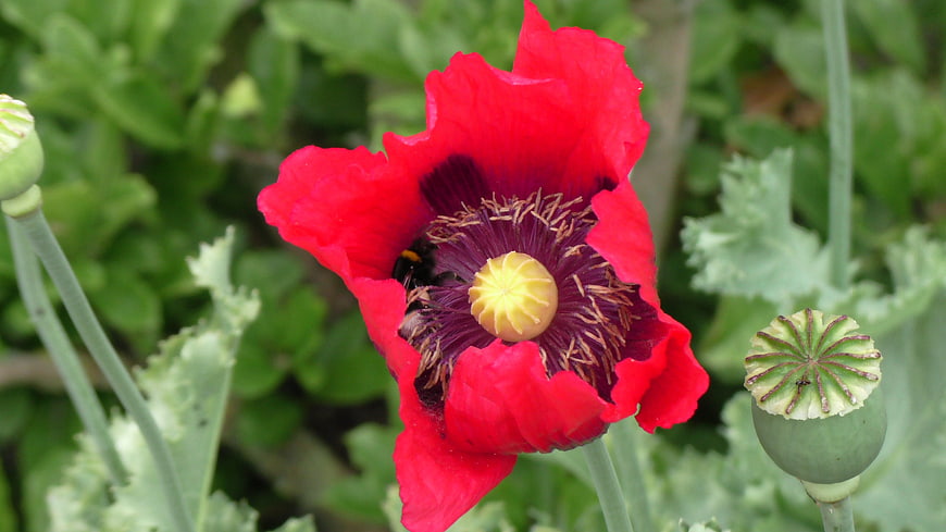 Close-up of a vibrant red poppy flower with a bee