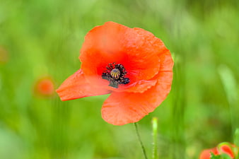 Vibrant Red Poppy Flower in Green Field