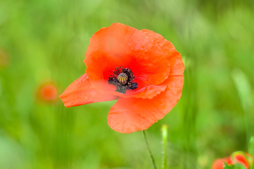 Vibrant Red Poppy Flower in Green Field