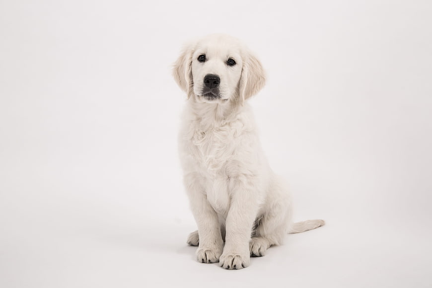 Cute Golden Retriever Puppy Sitting on White Background