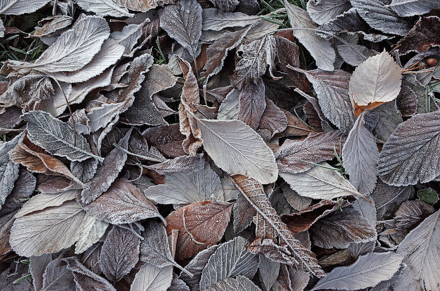 Frosty Brown Leaves on Ground in Winter Morning