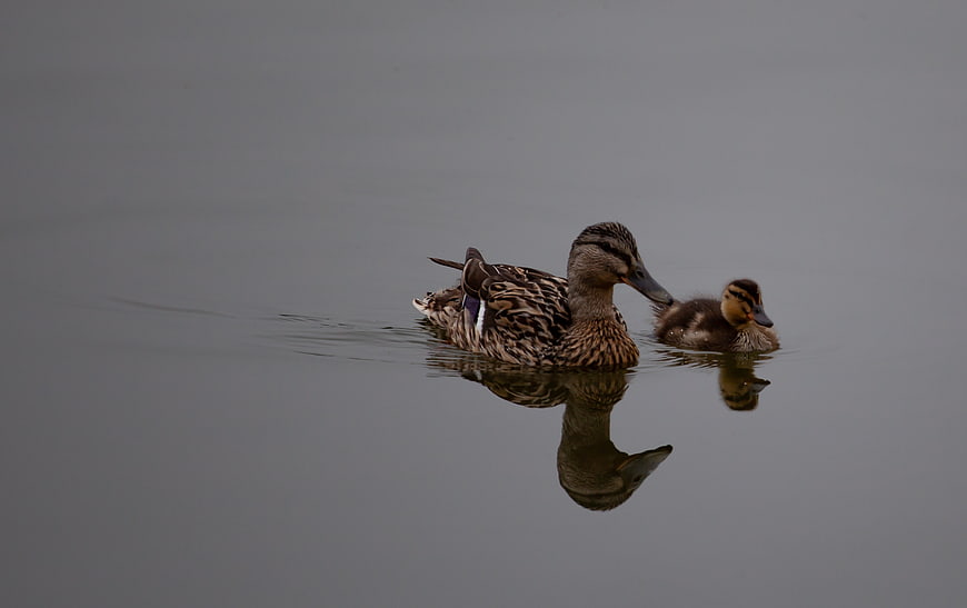 Mother duck and duckling swimming in calm lake water