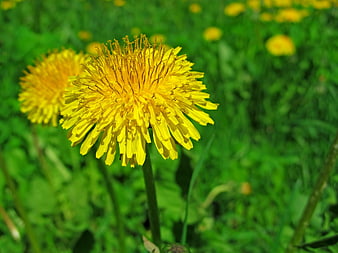 Close-up of a yellow dandelion flower in a green meadow