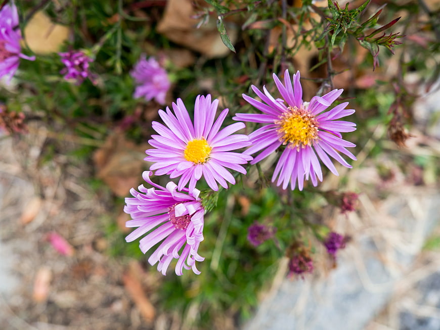 Close-up of purple aster flowers with yellow centers