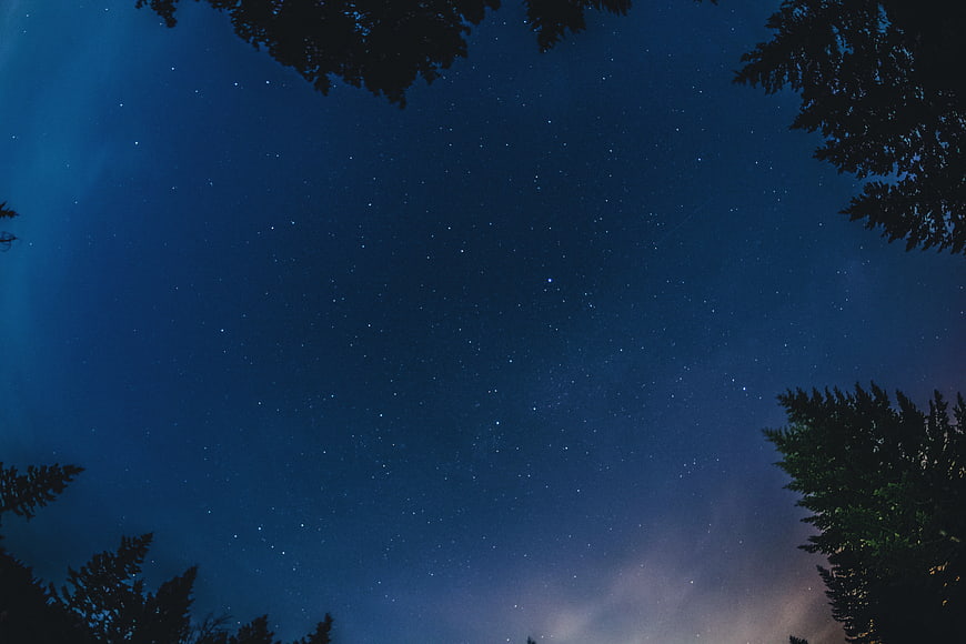 Starry Night Sky Framed by Silhouetted Pine Trees