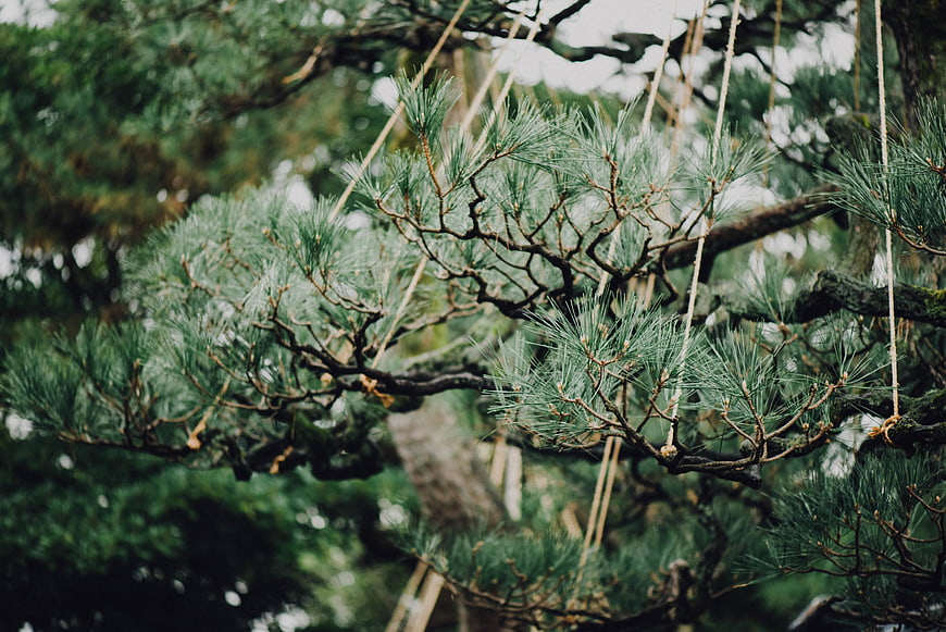Close-up of manicured pine tree branches with ropes