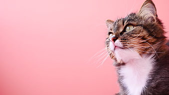Cute Tabby Cat Looking Up Against Pink Background