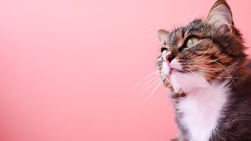 Cute Tabby Cat Looking Up Against Pink Background