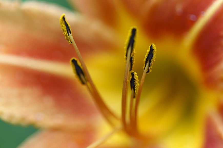 Macro Close-Up of Lily Stamen with Yellow Pollen