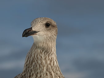 Close-up portrait of a seagull head against blue sky