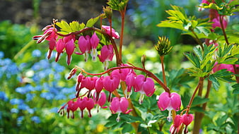 Pink Bleeding Heart Flowers in Spring Garden