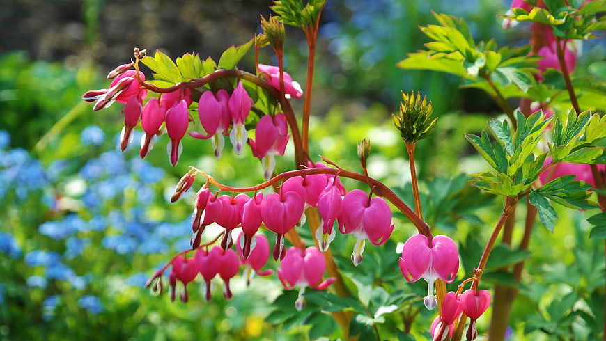 Pink Bleeding Heart Flowers in Spring Garden