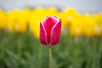 Pink and White Tulip Bud Against Yellow Flower Field