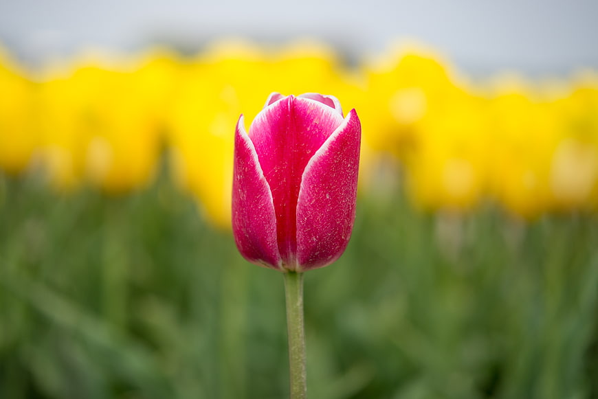 Pink and White Tulip Bud Against Yellow Flower Field