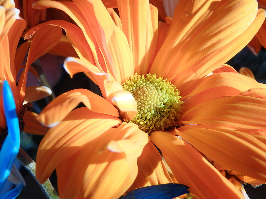 Close-up of vibrant orange gerbera daisy in sunlight
