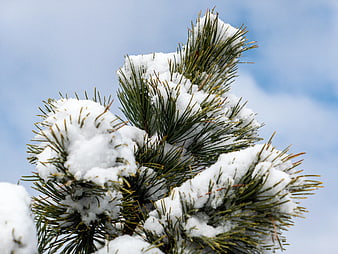Snow-covered pine branch against blue sky