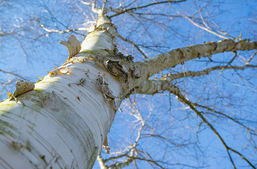 Low Angle View of White Birch Tree Trunk Against Blue Sky