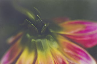 Abstract Macro of Pink and Yellow Flower Petals