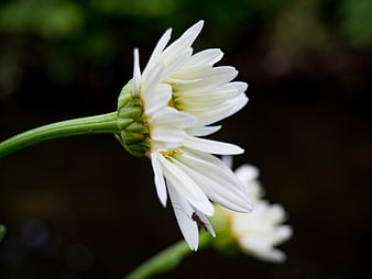 Close-up of a white daisy with a small insect on a petal
