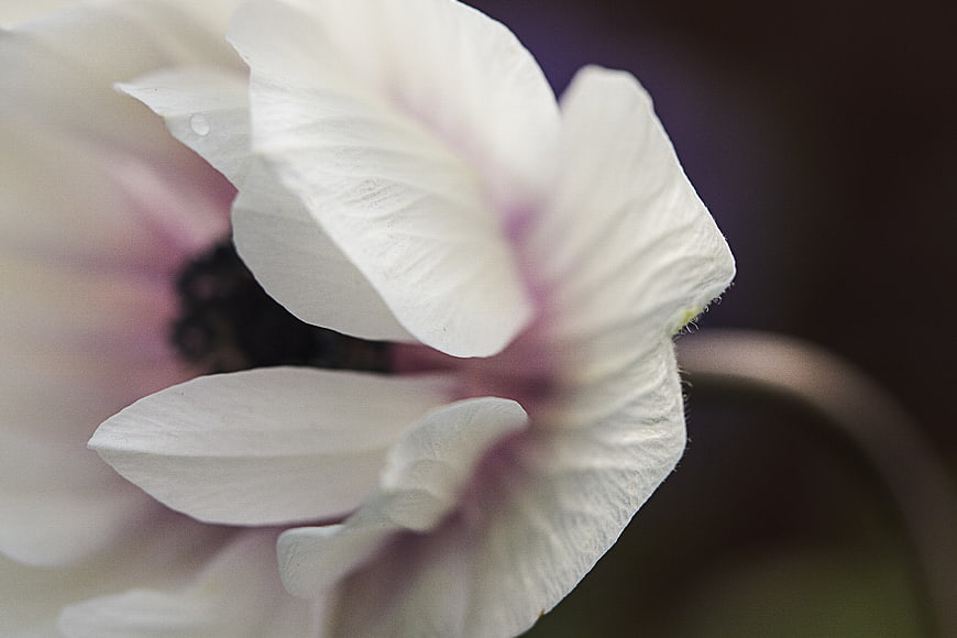 Macro Close-Up of White Anemone Flower Petals