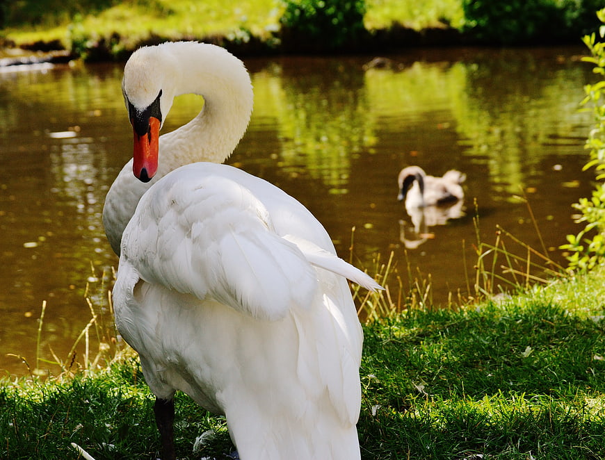 White Swan Preening by Lake with Cygnet