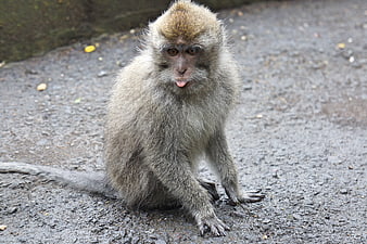 Cute Macaque Monkey Sitting on Wet Pavement