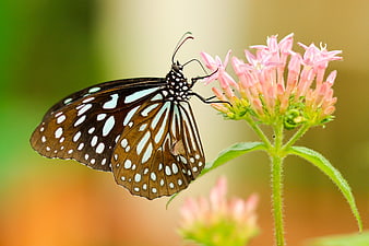 Blue Tiger Butterfly on Pink Flower Close Up