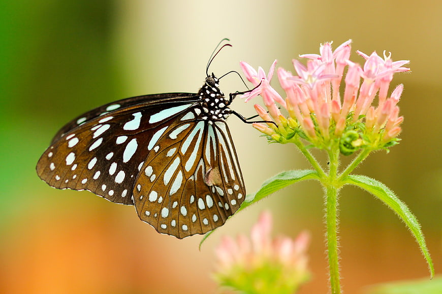 Blue Tiger Butterfly on Pink Flower Close Up