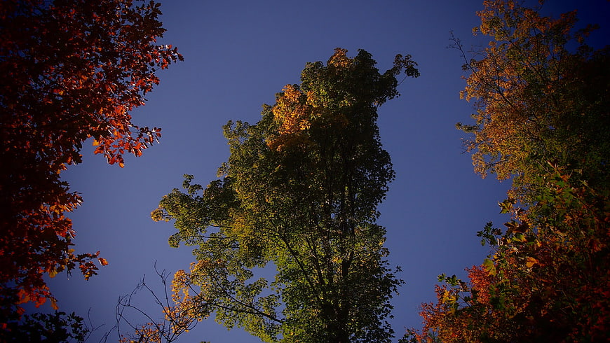 Autumn Trees Against Blue Sky