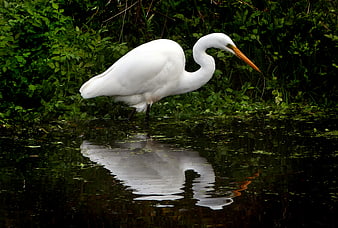 Great Egret Standing in Shallow Water with Reflection