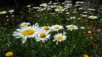 White daisies blooming in a sunny garden