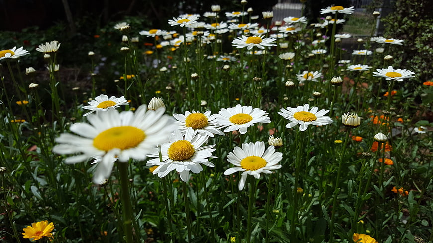White daisies blooming in a sunny garden