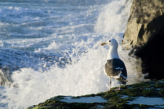 Seagull Standing on Mossy Rock by Ocean Waves