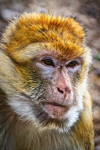 Close-up portrait of a Barbary macaque with golden fur and expressive eyes