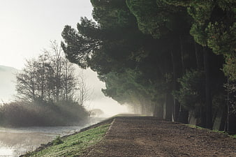 Misty Morning Path Along River with Tall Pine Trees