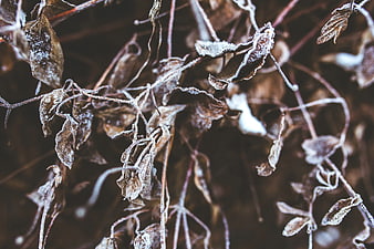 Frost-covered withered leaves and branches in winter