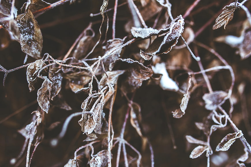 Frost-covered withered leaves and branches in winter