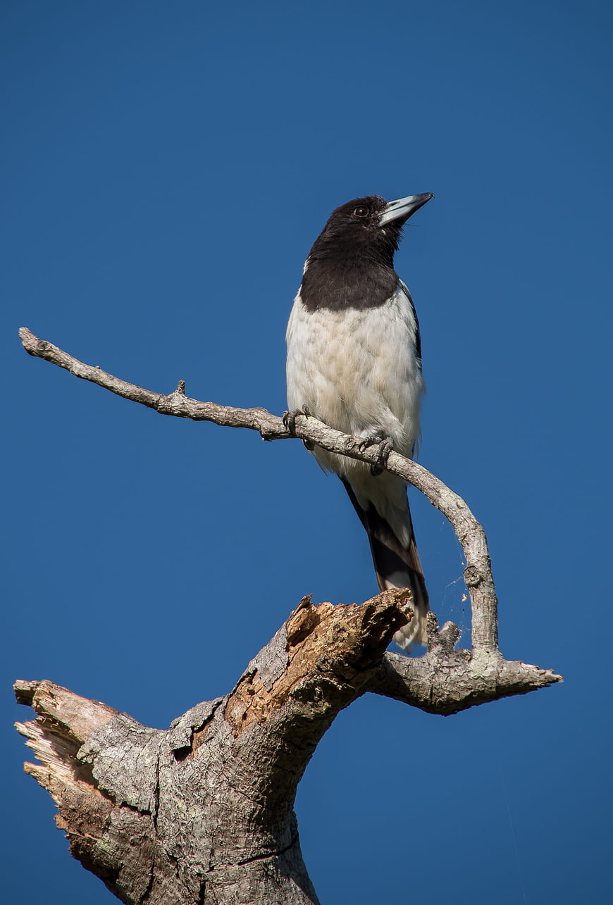 Pied Butcherbird Perched on Branch Against Blue Sky