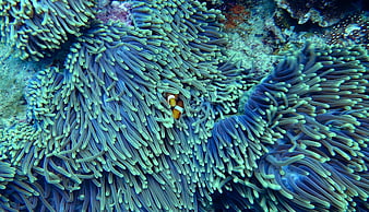 Clownfish Hiding in Blue Sea Anemone Tentacles Underwater