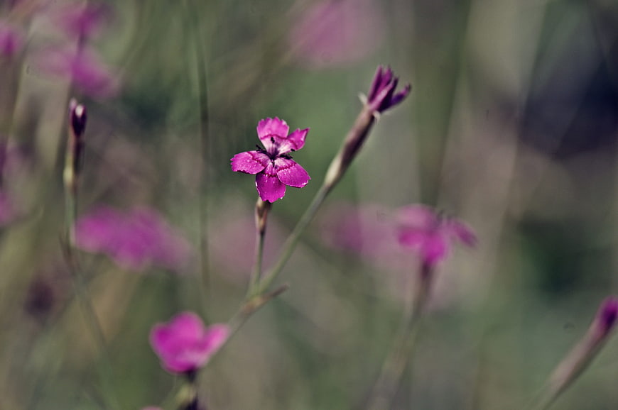 Close-up of a single pink flower in a blurred field