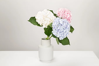 Pastel Hydrangeas in Minimalist White Ceramic Vase