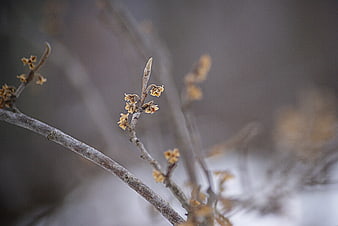 Close-up of Winter Branch with Small Yellow Flowers
