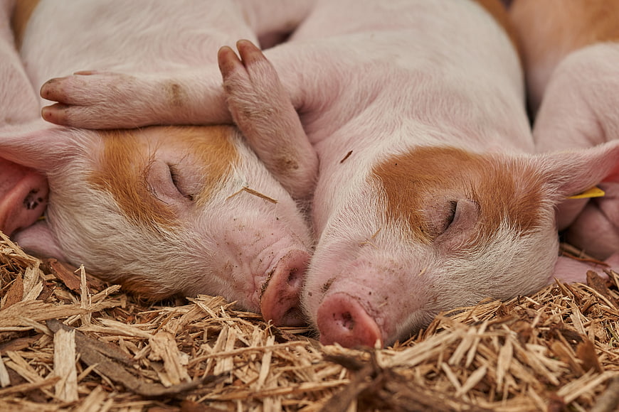 Cute sleeping piglets on wood shavings