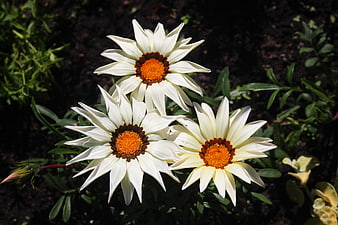 Close-up of three white gazania flowers with orange centers